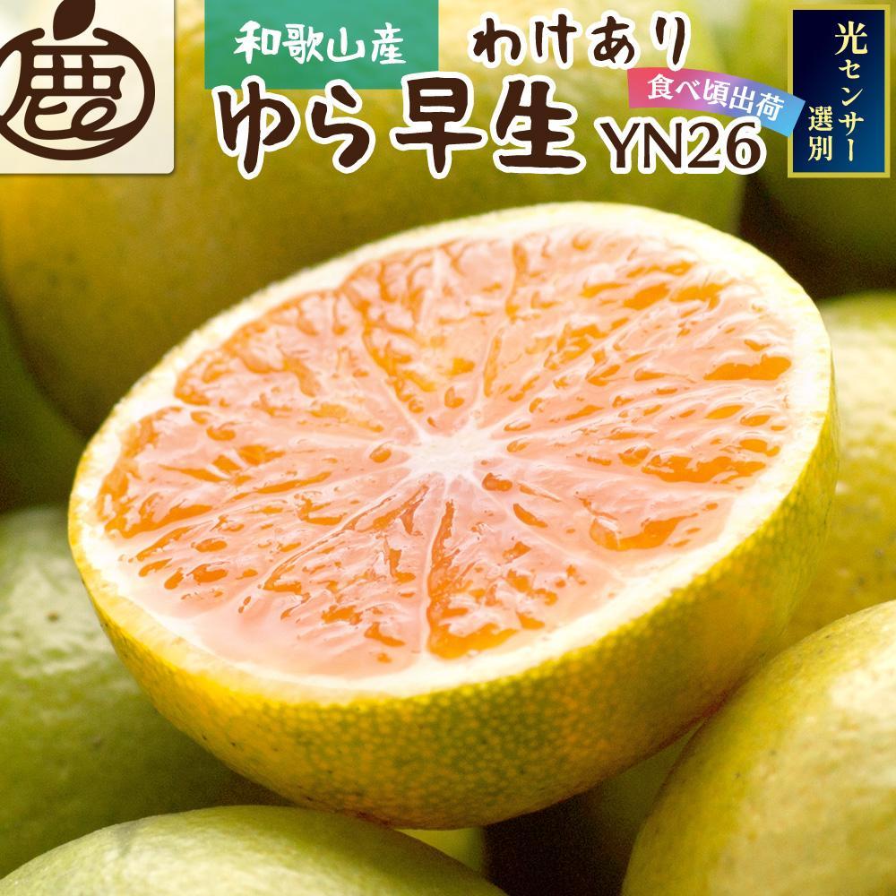 ＜9月より発送＞家庭用 極早生有田みかん5kg+150g（傷み補償分）YN26 ゆら早生 訳あり