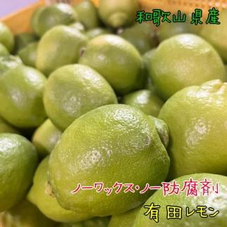 紀州 和歌山 有田 レモン 約3kg【和歌山県産】【農家直送】【先行予約・2024年10月上旬～2025年1月下旬発送】