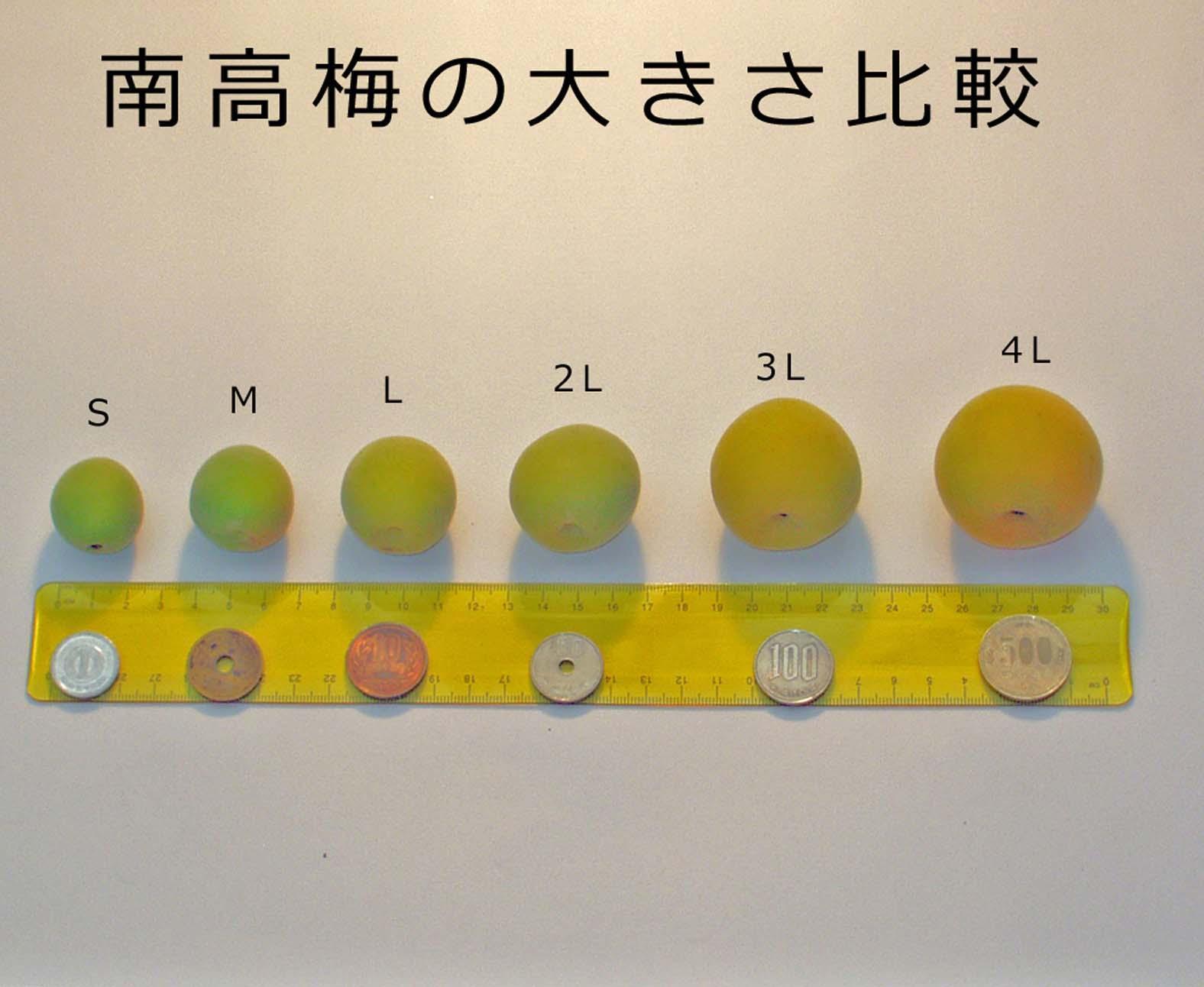 【梅干・梅酒用】大玉4Lサイズ約10kg熟南高 生梅 赤秀品＜2025年6月上旬～7月7日発送予定＞【ART02】