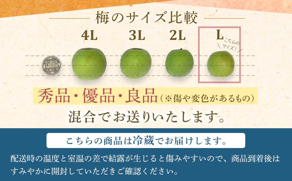 【2025年5月下旬以降発送】訳あり 紀州南高梅(青梅) 2.5kg〈Lサイズ〉