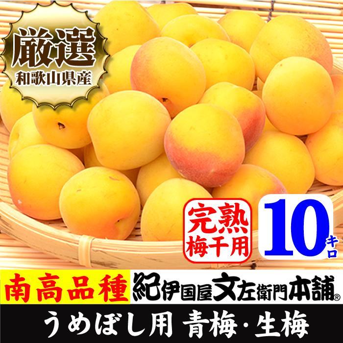 10kg 黄色【完熟】大サイズ 南高梅 梅干用フレッシュ青梅（生梅）／紀伊国屋文左衛門本舗