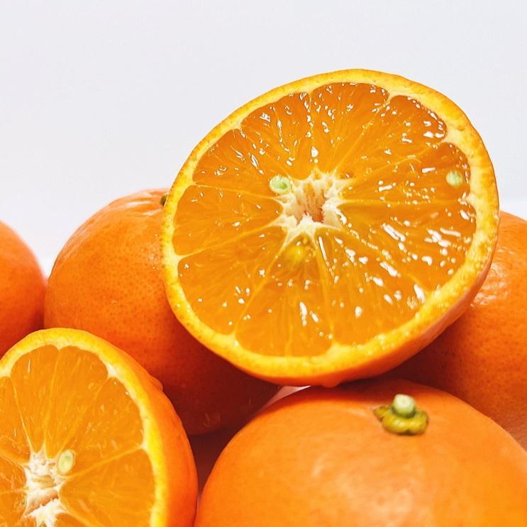 厳選 セミノールオレンジ 約2kg【先行予約・2025年4月～発送】【MS59】