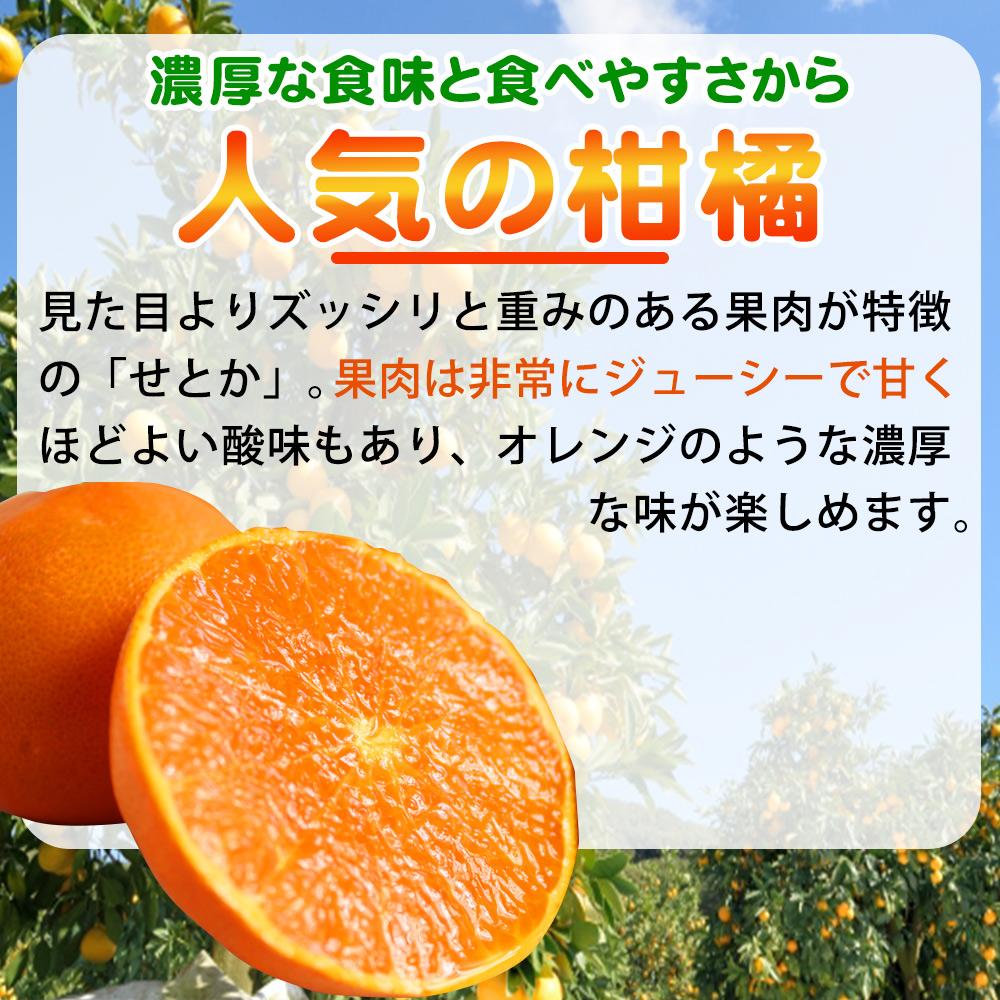 紀州有田産せとか約2.5kg　とろける食感！ジューシー柑橘【2025年2月上旬以降発送】【先行予約】【UT02】