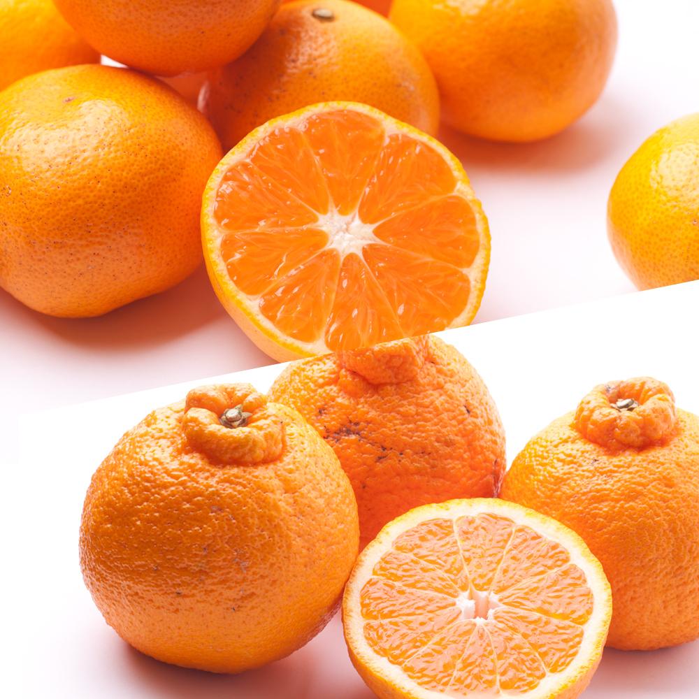 【偶数月 全6回 】 柑橘定期便B【IKE14】