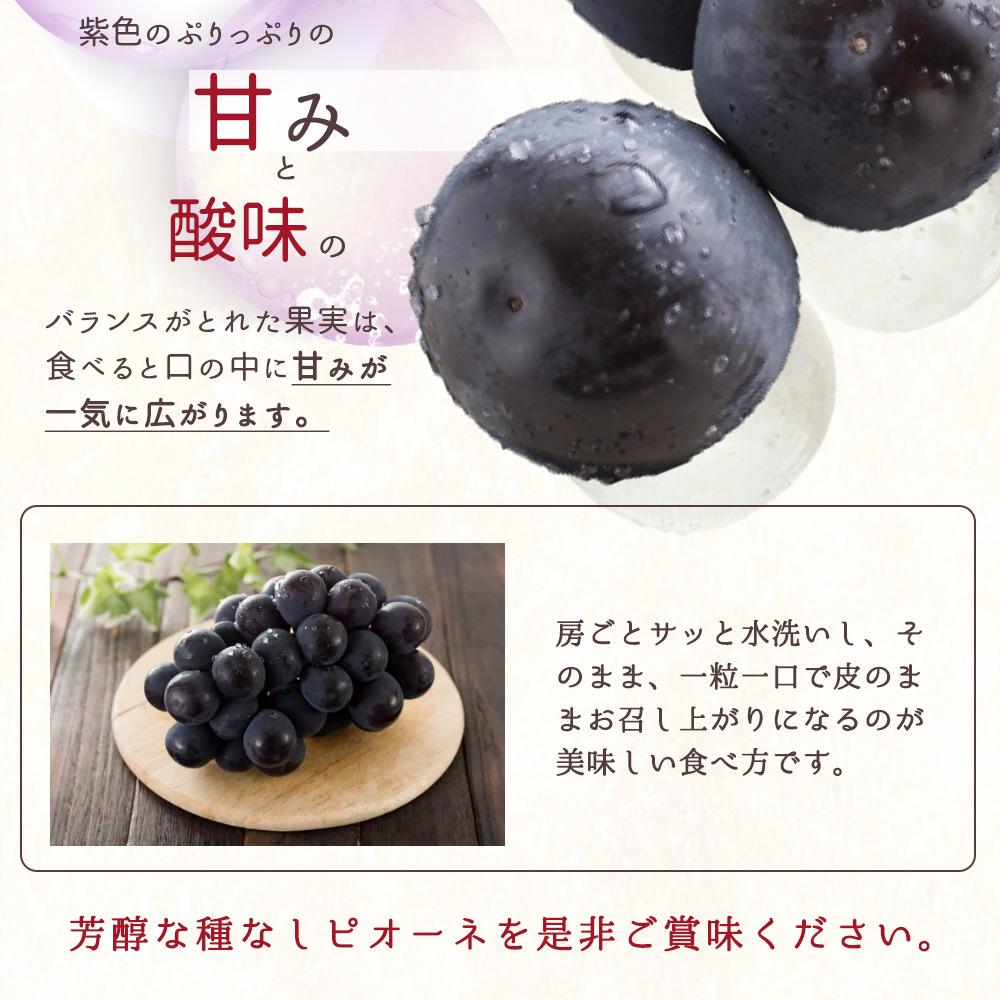 ピオーネ 約2kg　紀州和歌山 かつらぎ産【2025年8月下旬以降発送予定】【UT119】