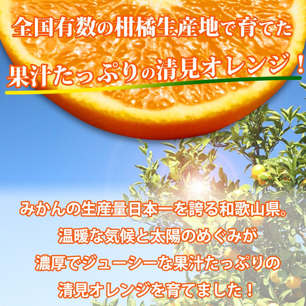 【ご家庭用訳アリ】紀州有田産清見オレンジ　7.5kg【2025年3月下旬以降発送】【先行予約】【UT54】