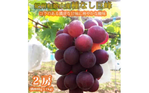 紀州和歌山産の種なし巨峰ぶどう２房（約800g～1kg）※2025年8月上旬頃～2025年9月上旬頃に順次発送予定 / ぶどう ブドウ 葡萄 種無し フルーツ 果物 くだもの【uot814】