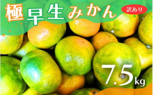 【2024年秋頃発送予約分】【訳あり】こだわりの極早生みかん 約7.5kg ※10月上旬より順次発送予定（お届け日指定不可） サイズ混合 有田産 / みかん ミカン 有田みかん 和歌山 フルーツ 果実 柑橘 くだもの 果物 【nuk166】