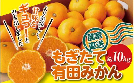 ＼ もぎたて新鮮！／ 有田みかん 約10kg（箱込み） 生産者直送 先行予約 【11月上旬～1月上旬に発送（日付指定不可）】 サイズ混合 みかん ミカン 和歌山 柑橘 フルーツ 産地直送 農家直送