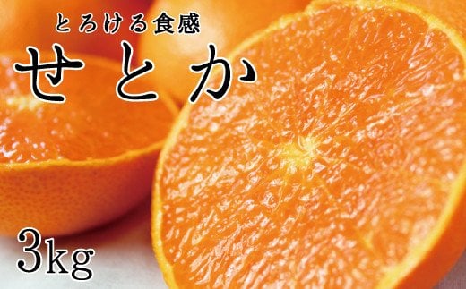 とろける食感！ジューシー柑橘　せとか　約3kg【予約】　※2025年2月末頃～2025年3月中旬頃発送(お届け日指定不可)