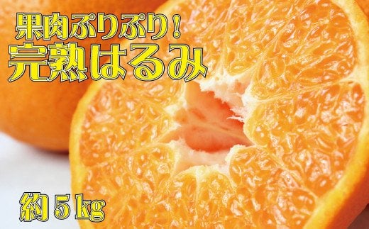 果肉ぷりぷり!完熟はるみ5kg　※2025年2月上旬頃～2月下旬頃に順次発送予定(お届け日指定不可) 