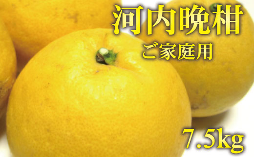 【2025年4月発送】【和製グレープフルーツ】有田育ちの河内晩柑(ご家庭用)　約7.5kg  ※北海道・沖縄・離島配送不可【ard029B】