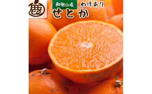 ＜先行予約＞家庭用せとか1.5kg+45g（傷み補償分）【柑橘・春みかんの王様】【光センサー選果・食べ頃出荷】【2024年2月中旬より発送】 