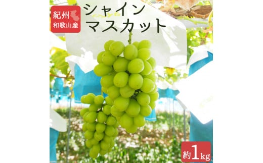 紀州和歌山産 シャインマスカット 約1kg ※2025年8月下旬頃～2025年9月上旬頃に順次発送 ※日付指定不可 ぶどう ブドウ 葡萄 マスカット 果物 くだもの フルーツ 人気【uot782】