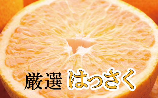 ＜先行予約＞厳選はっさく5kg+150g（傷み補償分）【八朔みかん・ハッサク】＜1月より発送＞