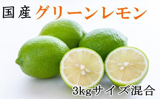 【産直】和歌山産グリーンレモン約3kg（サイズ混合）　※2023年10月下旬～2023年11月中旬頃に順次発送