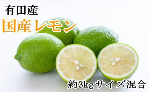 有田産の安心国産レモン約3kg （サイズ混合）※2024年10月中旬～12月下旬頃に順次発送予定（お届け日指定不可）