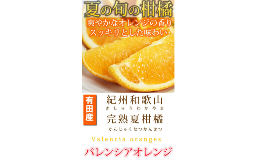 秀品　希少な国産バレンシアオレンジ　2.5kg　※2025年6月下旬頃～2025年7月上旬頃順次発送（お届け日指定不可）【uot752】