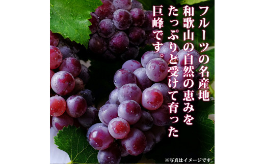 紀州和歌山産 巨峰ぶどう 約2kg ※2025年8月下旬頃～2025年9月上旬頃に順次発送 ※日付指定不可 巨峰 ぶどう ブドウ 葡萄 果物 くだもの フルーツ【uot784A】