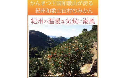 【ご家庭用訳あり】田村みかん　5kg　 ※2024年11月下旬頃～2025年1月下旬頃に順次発送