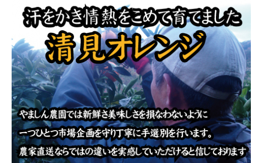 【農家直送】果汁たっぷり！清見オレンジ 約8kg  有機質肥料100%　 サイズ混合　※2024年3月上旬より順次発送予定（お届け日指定不可）