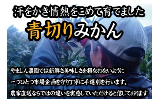 【2024年秋頃発送予約分】【農家直送】こだわりの青切りみかん 約5kg  有機質肥料100%　 サイズ混合　※2024年9月下旬より順次発送予定（お届け日指定不可）【nuk150A】