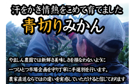 【2024年秋頃発送予約分】【農家直送】こだわりの青切りみかん 約10kg  有機質肥料100%　 サイズ混合　※2024年9月下旬より順次発送予定（お届け日指定不可）【nuk108B】