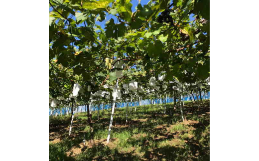 【夏秋の美味】フルーツ王国和歌山の