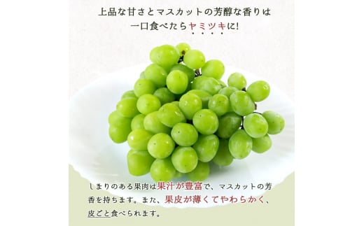 紀州和歌山産シャインマスカット２房（約1kg～1.4kg） ※2025年8月中旬頃～2025年9月上旬頃に順次発送予定 / マスカット 種無し フルーツ 果物 くだもの【uot813】