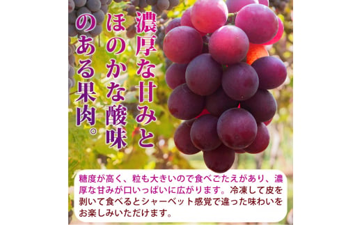 紀州和歌山産の種なし巨峰ぶどう２房（約800g～1kg）※2025年8月上旬頃～2025年9月上旬頃に順次発送予定 / ぶどう ブドウ 葡萄 種無し フルーツ 果物 くだもの【uot814】