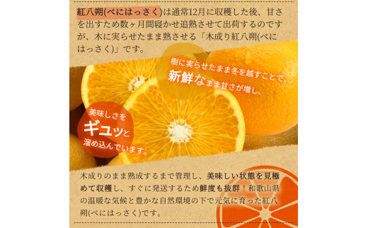 【先行予約】紀州有田産木成り完熟紅八朔８kg ※2025年2月下旬頃～2025年3月下旬頃に順次発送予定（お届け日指定不可）/和歌山 有田 みかん フルーツ