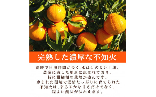 【先行予約】紀州有田産不知火(しらぬひ) 2.5kg　※2025年2月中旬頃～2025年3月中旬頃に順次発送予定（お届け日指定不可）/みかん 不知火 和歌山 フルーツ 有田