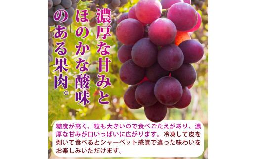 紀州和歌山産 巨峰ぶどう 約2kg ※2025年8月下旬頃～2025年9月上旬頃に順次発送 ※日付指定不可 巨峰 ぶどう ブドウ 葡萄 果物 くだもの フルーツ【uot784A】