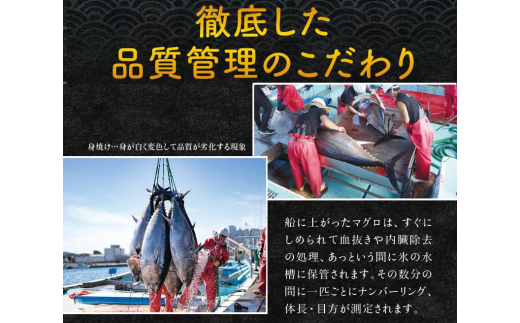 本マグロ（養殖）トロ＆赤身セット 240g 【12/26～30発送】高級 クロマグロ  中トロ 中とろ まぐろ マグロ 鮪 刺身 赤身 柵 じゃばらまぐろ 本マグロ 本鮪 【nks113-sg】