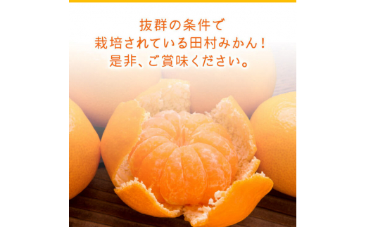 【和歌山特産品】【プレミアムブランド】絶品!濃厚田村みかん 秀品 約3kg ※2024年11月下旬～12月下旬頃に順次発送予定 ※北海道・沖縄・離島への配送不可【ard214】