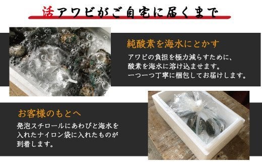 極上！紀州蝦夷鮑×3個 約160g　五つ星旅館にも出荷される極上アワビ