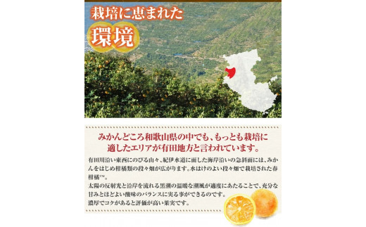 田村産清見オレンジ[約4.5kg]湯浅町田村産春みかん(果実サイズおまかせ)/紀伊国屋文左衛門本舗　※2023年3月中旬～4月下旬頃発送予定