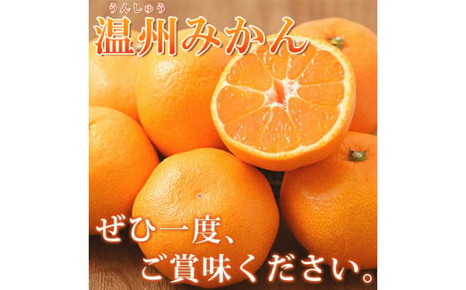 【先行予約】紀州有田産 濃厚完熟 温州みかん 5kg ※2024年11月下旬頃～2025年1月下旬頃に順次発送予定 / みかん ミカン 蜜柑 温州みかん 柑橘 フルーツ 果物 くだもの 和歌山