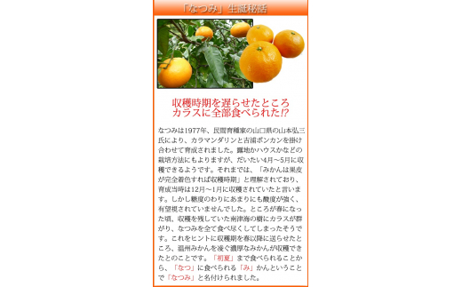 初夏のみかん　なつみ3kg　※2025年4月中旬頃～4月下旬頃順次発送（お届け日指定不可）