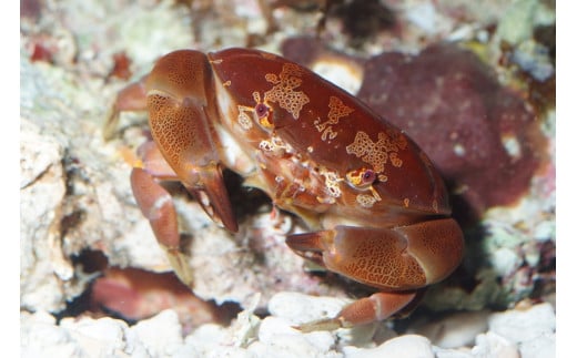 ＼たくさんの生物と触れ合える♪／　エビとカニの水族館 10名様チケット　