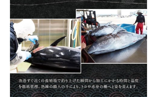 本マグロ（養殖）トロ＆赤身セット 3kg 【12月発送】 まぐろ 刺身 鮪 本鮪 クロマグロ 赤身 中とろ 大容量