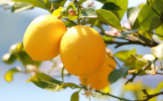 【産直】和歌山産レモン約3kg（サイズ混合）　※2024年3月中旬〜5月下旬頃に順次発送
