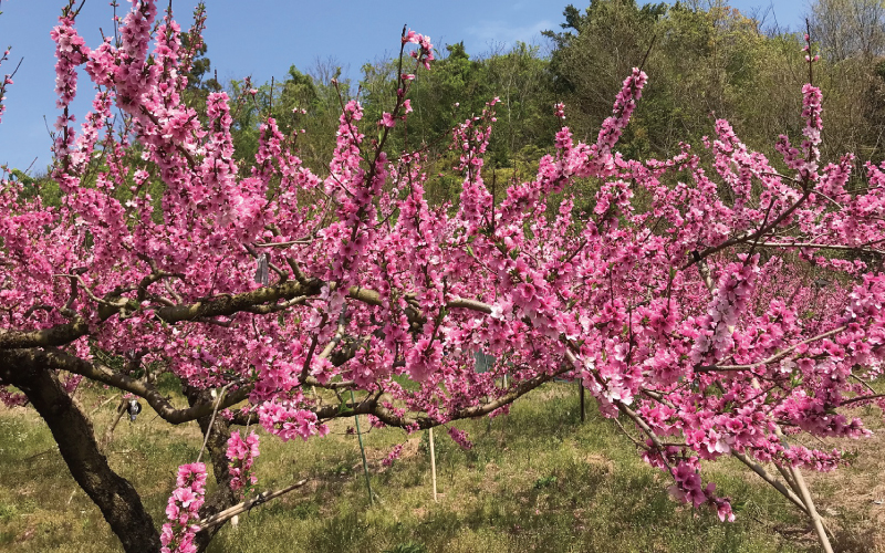 先行予約受付】和歌山県産の美味しい桃 約4kg （10〜15玉入り）【2023年6月中旬頃から順次発送予定】 和歌山 もも モモ 桃 ギフト 贈り物  プレゼント 夏ギフト 果物 フルーツ 人気 産地直送 和歌山県 お取り寄せ - ふるさとパレット ～東急グループのふるさと納税～