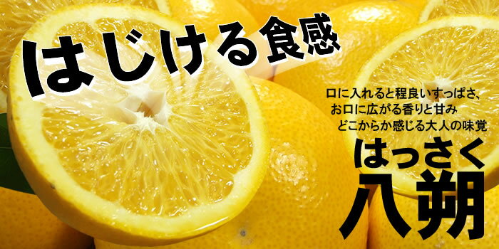 八朔(はっさく)約5kg サイズおまかせ　紀伊国屋文左衛門本舗　※2023年1月下旬〜4月上旬頃発送予定