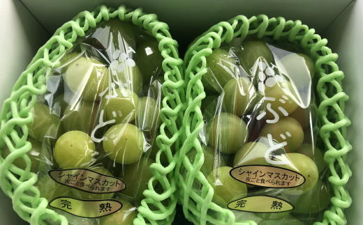 【新鮮・産直】和歌山かつらぎ町産 完熟シャインマスカット 約1.2kg ぶどう ブドウ マスカット 果物 くだもの フルーツ 