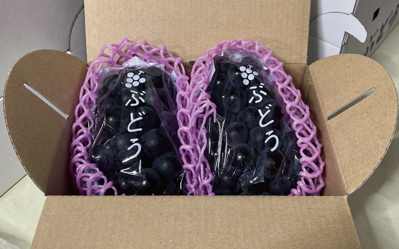 【先行予約】ピオーネ和歌山県産600g×2房/箱（計1.2kg） / ぶどう 葡萄 ブドウ 産地直送 農家直送 フルーツ 果物