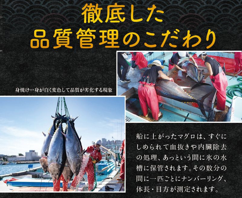 本マグロ（養殖）トロ＆赤身セット 500g 【1か月以内に発送】まぐろ 刺身 鮪 本鮪 クロマグロ 赤身 中とろ 大トロ 柵 - ふるさとパレット  ～東急グループのふるさと納税～