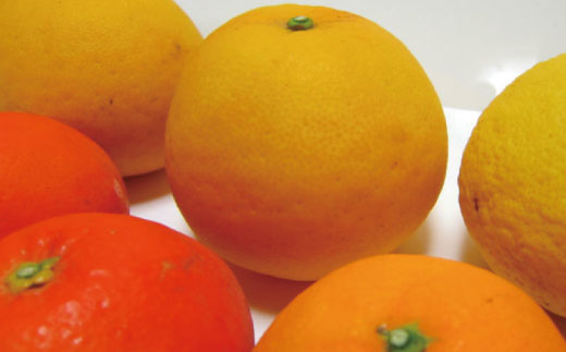 有田育ちの濃厚柑橘詰め合わせセット(ご家庭用)　約5kg　※2023年3月下旬〜5月下旬順次発送予定
