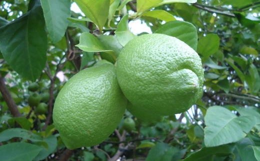 【産直】和歌山産グリーンレモン約3kg（サイズ混合）　※2023年10月下旬〜2023年11月中旬頃に順次発送