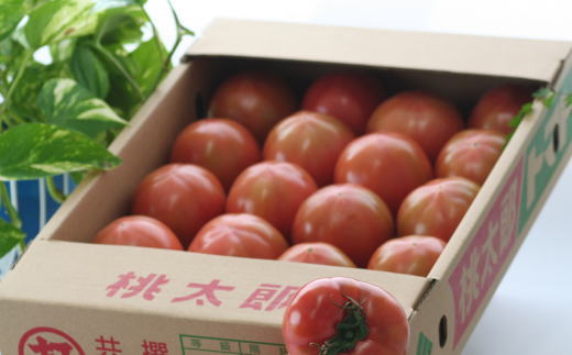 【新鮮】和歌山県産桃太郎トマト約4kg(L〜2Lサイズおまかせ) 